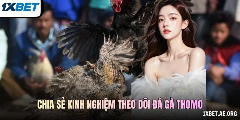 Chia sẻ kinh nghiệm theo dõi Đá gà Thomo