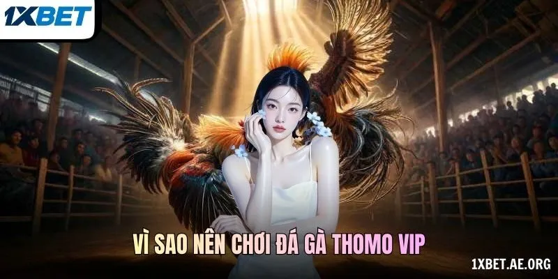 Vì sao nên chơi Đá gà Thomo VIP