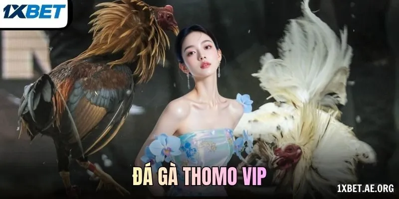 đá gà Thomo VIP