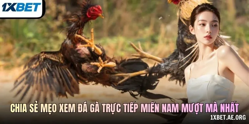 Chia sẻ mẹo xem Đá gà trực tiếp miền Nam mượt mà nhất